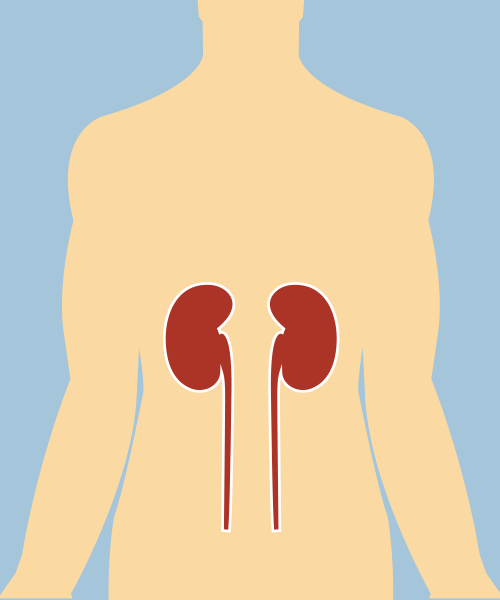 Projects Kidney
