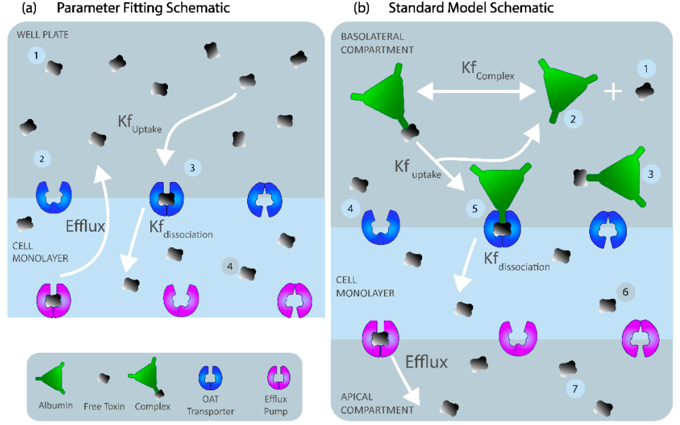 The Influence of OAT1 Density and Functionality on Indoxyl Sulfate Transport in the Human Proximal Tubule