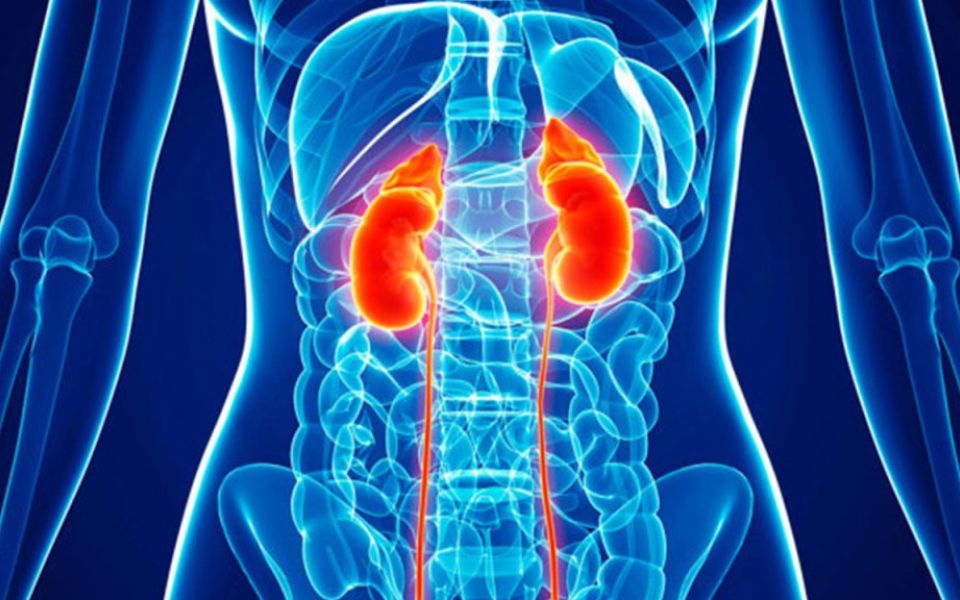 High potential of renal organoids and tubuloids in the treatment of kidney diseases