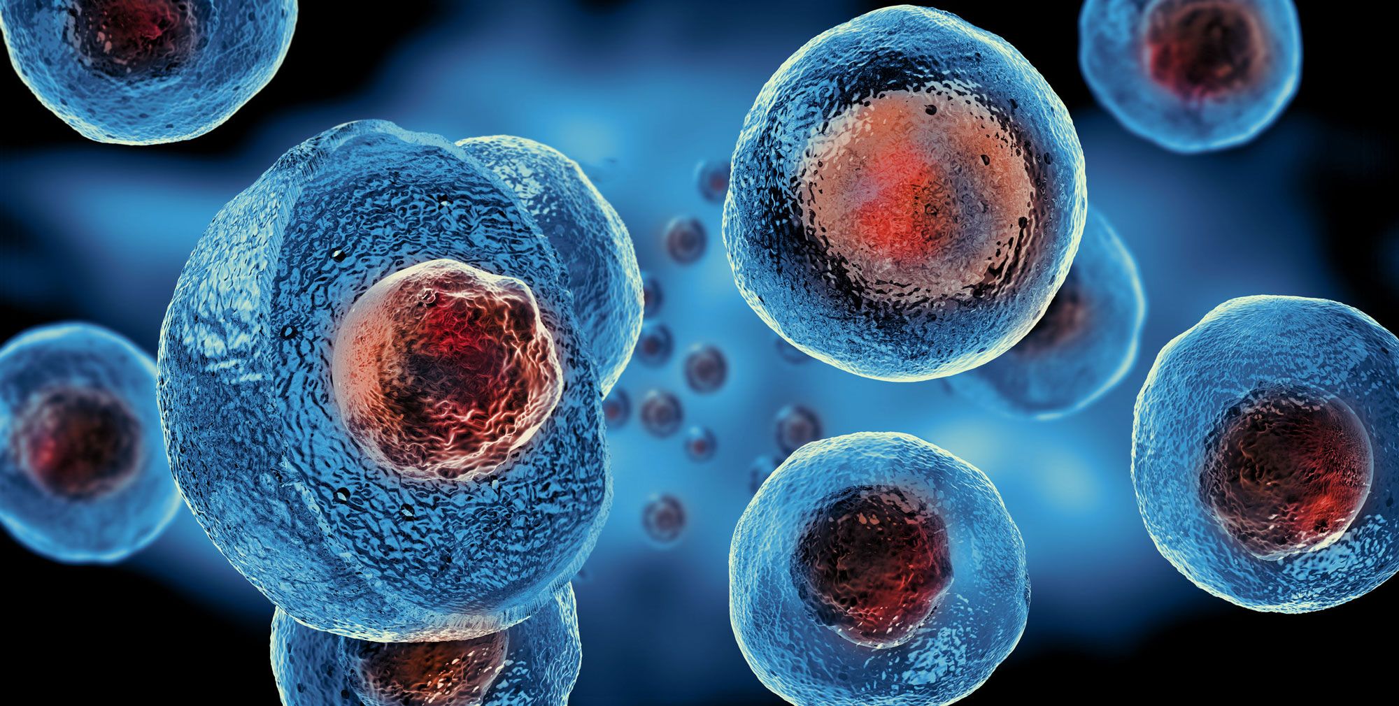 Great step forward in the Dutch regenerative medicine field
