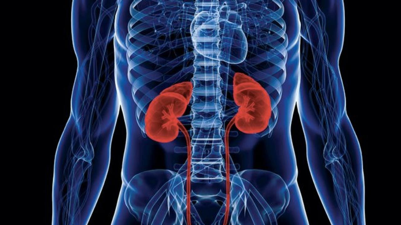 RegMed XB Researchers build mini-kidneys from urinary cells