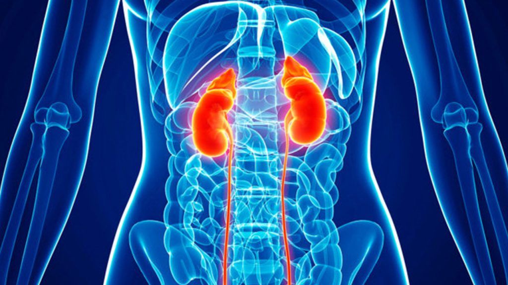 High potential of renal organoids and tubuloids in the treatment of kidney diseases