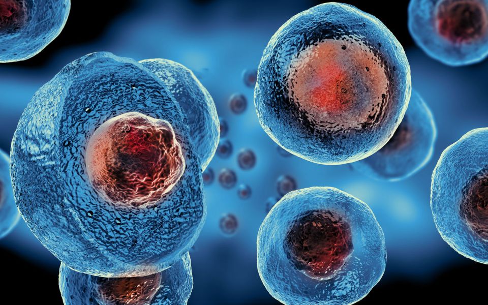 Great step forward in the Dutch regenerative medicine field