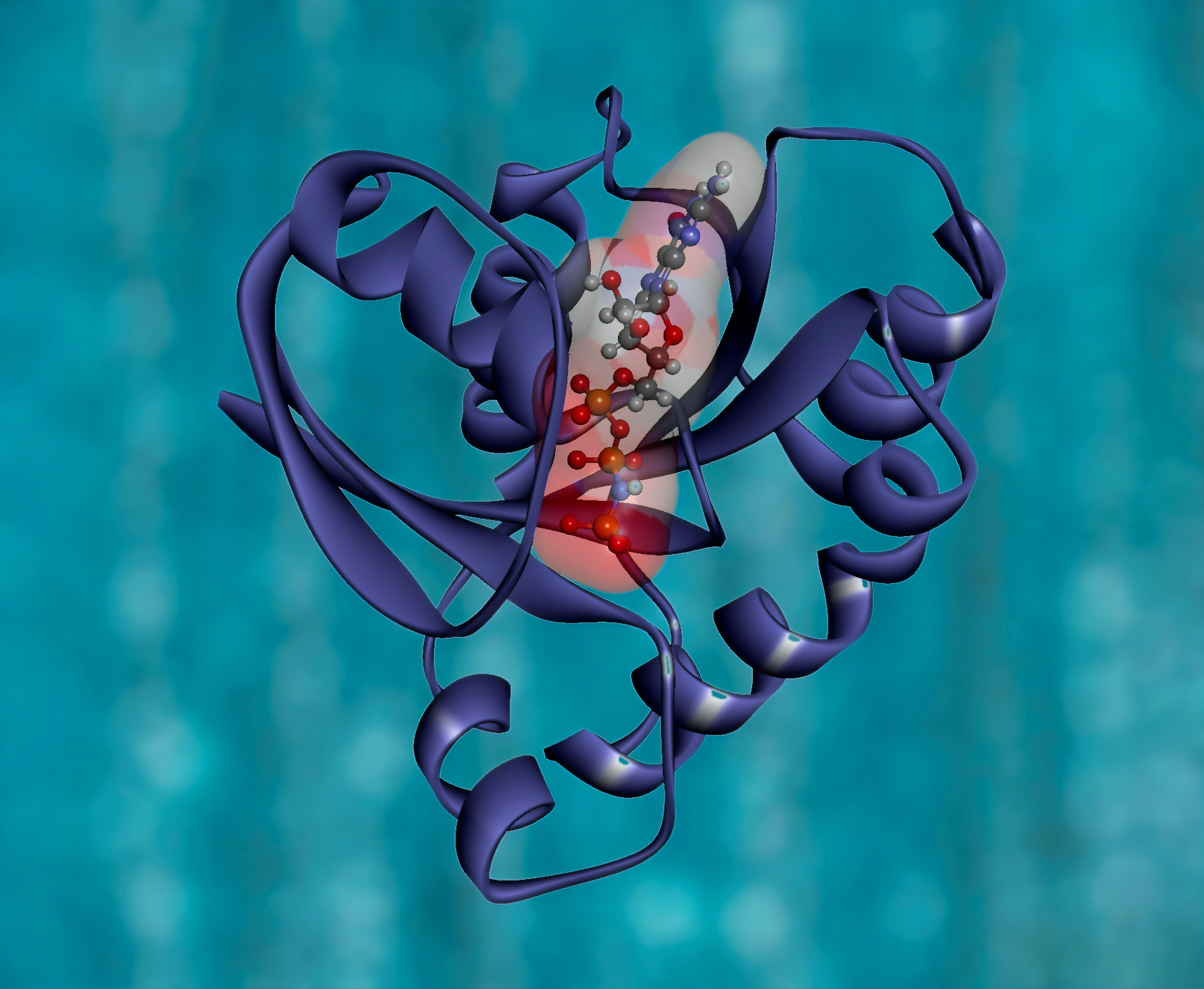 Update: International Conference of Tissue-Engineered Heart Valves